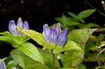 Bottle gentian